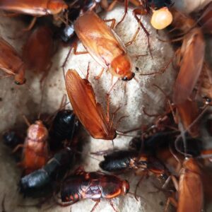 Karaczan turecki – średni 10–15 mm z hodowli GekoStrefa