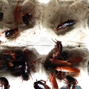 Karaczan turecki – duży 20–25 mm z hodowli GekoStrefa