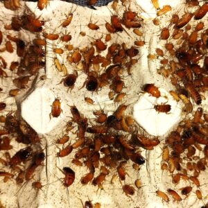 Karaczan turecki – wylęg 4–10 mm z hodowli GekoStrefa