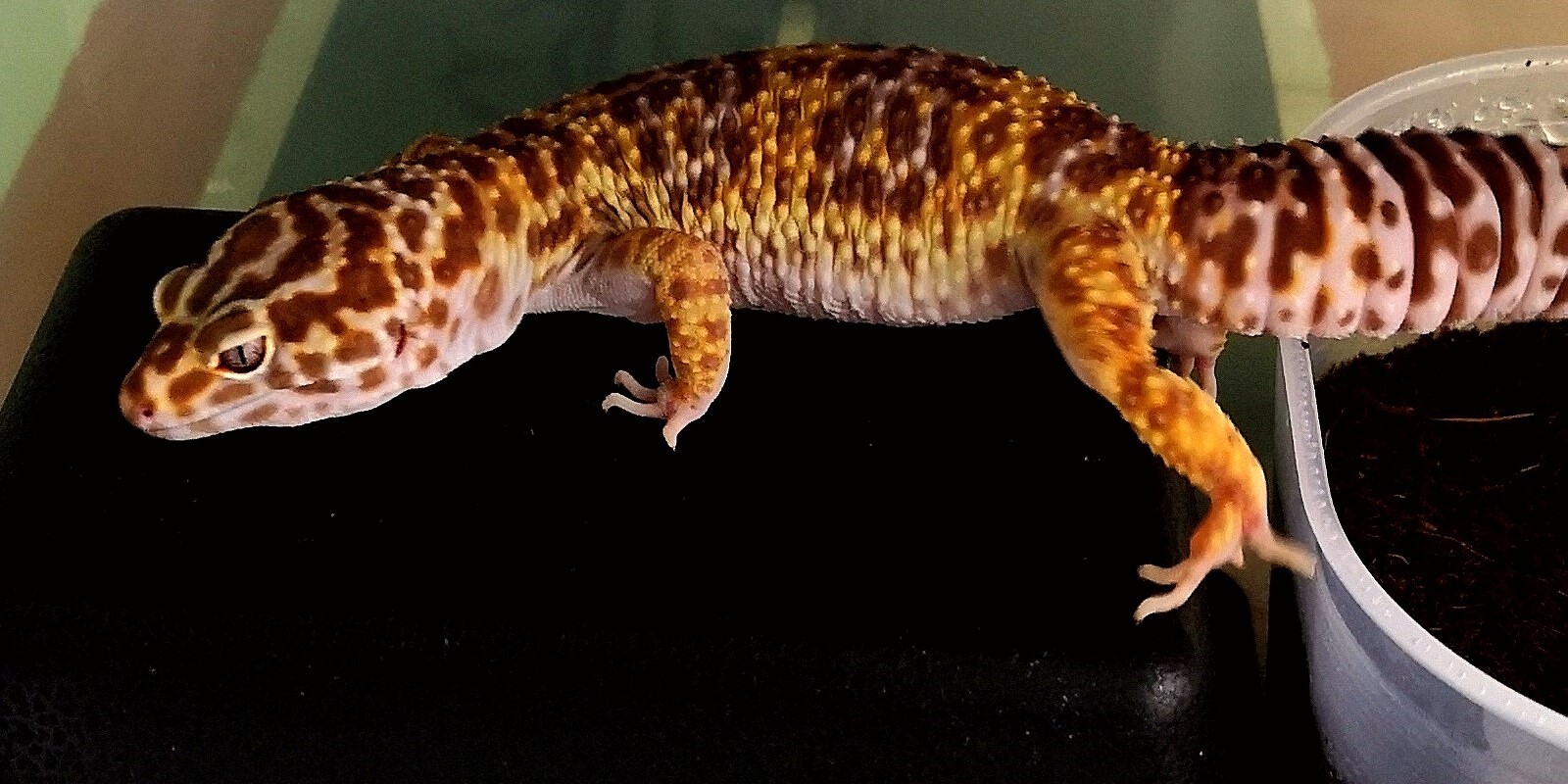 wwwichura
